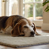 How to Keep Dry Dog Food Fresh After Opening: Essential Tips for Pet Owners