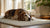 How to Keep Dry Dog Food Fresh After Opening: Essential Tips for Pet Owners