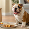 How to Keep Large Bags of Dog Food Fresh: Essential Tips for Pet Owners