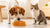 How to Keep My Dog from Eating Cat Food: Effective Strategies for Pet Owners-140407111919