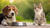 How to Keep My Dog from Eating My Cat's Food: Essential Strategies for Pet Owners-140406194415