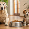How to Keep Older Dog From Eating Puppy Food: Solutions for Multi-Dog Households
