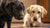 How to Keep One Dog from Eating the Other’s Food: A Comprehensive Guide