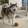 How to Keep Store Bought Dog Treats Soft: Essential Tips and Tricks