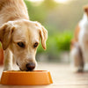 How to Keep Your Dog from Eating Other Dog's Food: A Comprehensive Guide