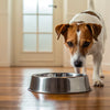 How to Keep Your Dog from Playing in the Water Bowl: Tips to Transform Mess into Harmony