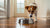 How to Keep Your Dog from Playing in the Water Bowl: Tips to Transform Mess into Harmony