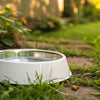 How to Keep Your Dog's Water Bowl from Turning Green: A Comprehensive Guide