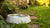 How to Keep Your Dog's Water Bowl from Turning Green: A Comprehensive Guide-140793544943