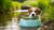 How to Keep Your Dog's Water Bowl from Turning Green: Simple Solutions for Healthy Hydration-140789416175