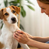 How to Know if My Dog Has a Food Allergy: A Comprehensive Guide for Pet Owners