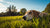 How to Know If You’ve Over-Exercised Your Dog: Signs, Symptoms, and Solutions