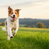 How to Lose Weight Fast for Dog: A Comprehensive Guide for Pet Owners