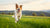How to Lose Weight Fast for Dog: A Comprehensive Guide for Pet Owners