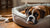 How to Make a Boxer Dog Gain Weight: A Comprehensive Guide
