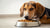 How to Make a Dog Eat Their Food: Effective Strategies for Picky Eaters