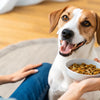 How to Make a Dog Gain Weight: A Comprehensive Guide for Pet Owners
