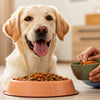 How to Make a Dog Gain Weight: A Comprehensive Guide for Pet Parents