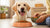 How to Make a Dog Gain Weight: A Comprehensive Guide for Pet Parents