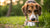 How to Make a Dog Gain Weight Fast Naturally