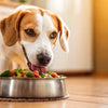 How to Make a Dog Gain Weight: Home Remedies to Help Your Pet Thrive