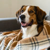 How to Make a Dog Gain Weight Quick: Your Comprehensive Guide to Healthy Weight Gain for Dogs
