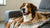 How to Make a Dog Gain Weight Quick: Your Comprehensive Guide to Healthy Weight Gain for Dogs