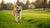 How to Make a Dog Lose Weight Quick: A Comprehensive Guide for Pet Owners