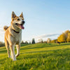How to Make a Dog Lose Weight Quickly Naturally: A Comprehensive Guide