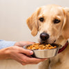 How to Make a Dog Put on Weight Fast: A Comprehensive Guide for Pet Owners