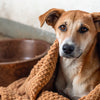 How to Make a Malnourished Dog Gain Weight: A Comprehensive Guide