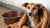 How to Make a Malnourished Dog Gain Weight: A Comprehensive Guide