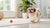 How to Make a Raw Diet for Dogs: A Comprehensive Guide for Pet Parents