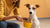How to Make a Skinny Dog Gain Weight Fast: A Comprehensive Guide for Pet Owners