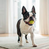 How to Make All Natural Dog Biscuits: A Comprehensive Guide