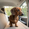 How to Make Beef Broth for Dogs: A Nutritious Guide for Pet Owners