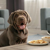 How to Make Beef Jerky for Dogs: A Complete Guide for Pet Parents
