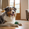 How to Make Calming Dog Treats: A Comprehensive Guide for Pet Owners