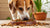 How to Make Dog Eat Kibble: Tips and Tricks for Picky Eaters