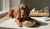 How to Make Dog Food at Home for Senior Dogs: A Deliciously Nutritious Guide-141234045167