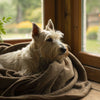 How to Make Dog Ice Cream: A Delicious and Healthy Treat for Your Furry Friend
