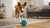 How to Make Dog Kibble at Home: A Complete Guide for Pet Owners