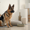 How to Make Dog Training Treats: A Comprehensive Guide for Pet Owners