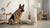 How to Make Dog Training Treats: A Comprehensive Guide for Pet Owners