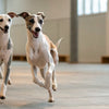 How to Make Dog Treats: A Delightful Guide for Loving Pet Owners