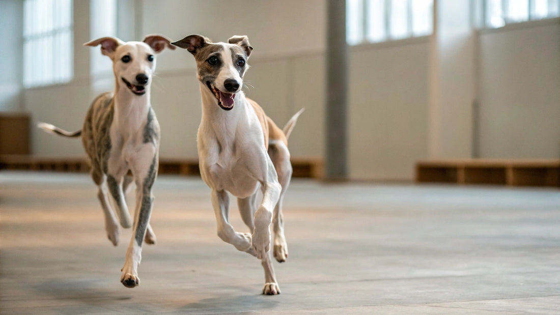 How to Make Dog Treats: A Delightful Guide for Loving Pet Owners