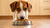 How to Make Dogs Eat Their Dry Food: Tips for Picky Eaters