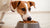 How to Make Dogs Eat Their Food: Tips and Tricks for Picky Eaters-140405735663