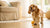 How to Make Dry Dog Food at Home: A Comprehensive Guide