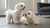 How to Make Dry Dog Food Taste Better: Elevating Your Dog's Dining Experience